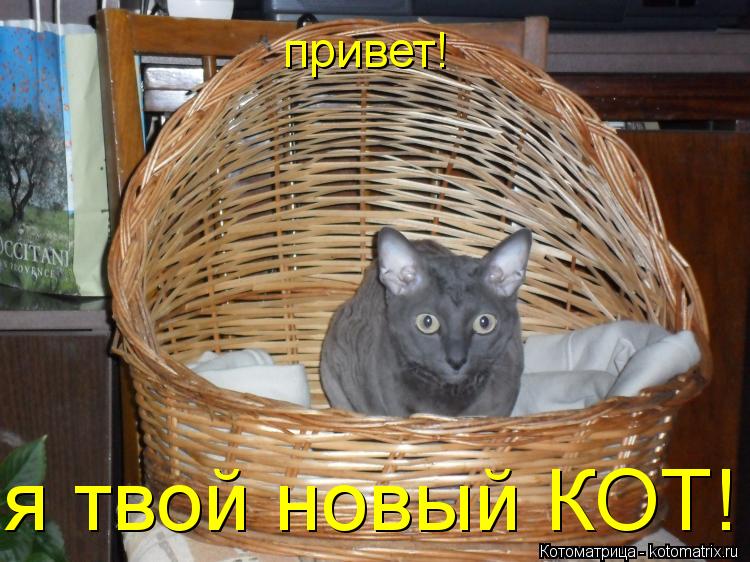 Котоматрица: привет! я твой новый КОТ!