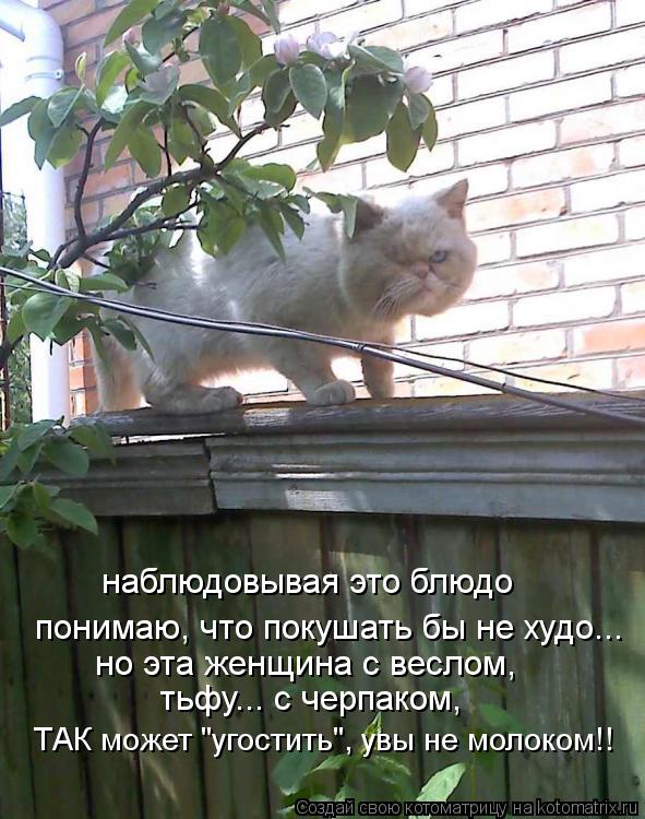 тьфу... с черпаком, но эта женщина с веслом, понимаю, что покушать бы не худо... наблюдовывая это блю... Котоматрица: тьфу... с черпаком, но эта женщина с веслом, понимаю, что покушать бы не худо... наблюдовывая это блюдо ТАК может "угостить", увы не молоком!!