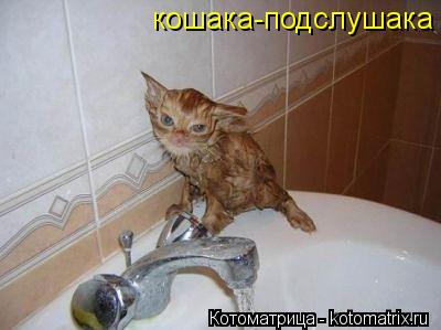 кошака-подслушака... Котоматрица: кошака-подслушака