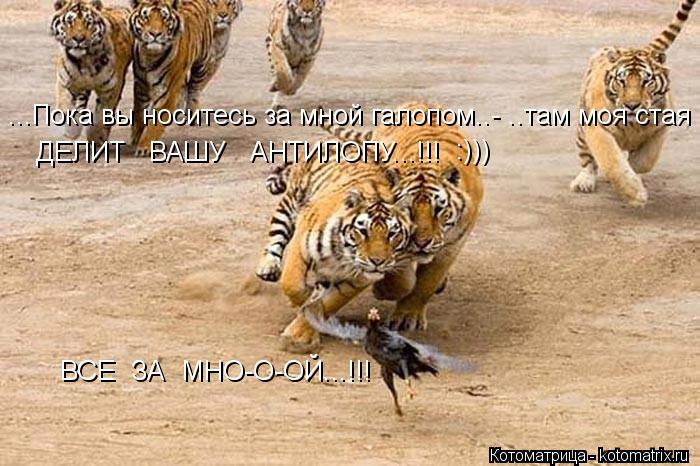 ...Пока вы носитесь за мной галопом..- ..там моя стая ДЕЛИТ ВАШУ АНТИЛОПУ...!!! ВСЕ ЗА МНО-О-... Котоматрица: ...Пока вы носитесь за мной галопом..- ..там моя стая ДЕЛИТ ВАШУ АНТИЛОПУ...!!! ВСЕ ЗА МНО-О-ОЙ...!!! :)))