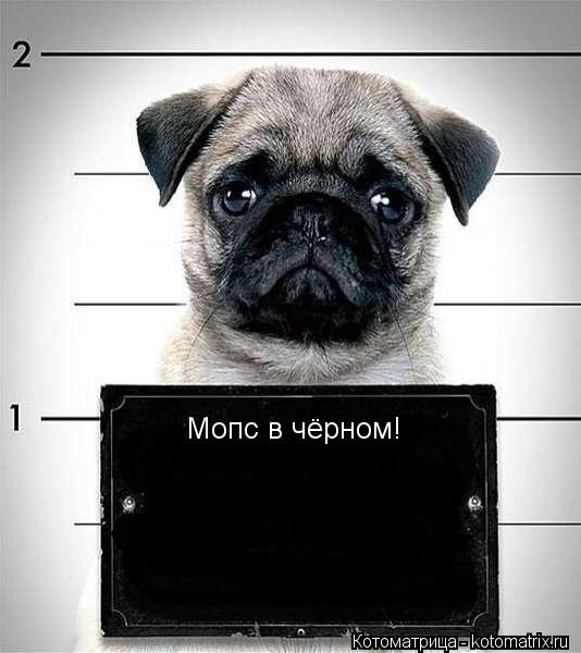 Котоматрица: Мопс в чёрном!