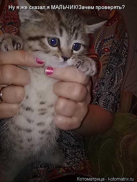 Ну я же сказал,я МАЛЬЧИК!Зачем проверять?... Котоматрица: Ну я же сказал,я МАЛЬЧИК!Зачем проверять?