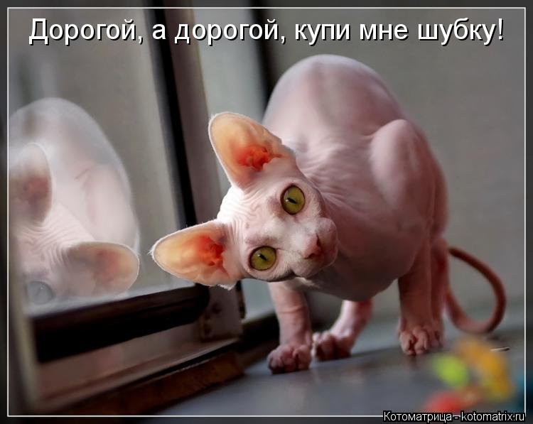 Котоматрица: Дорогой, а дорогой, купи мне шубку!