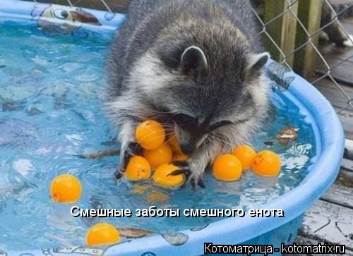 Смешные заботы смешного енота... Котоматрица: Смешные заботы смешного енота