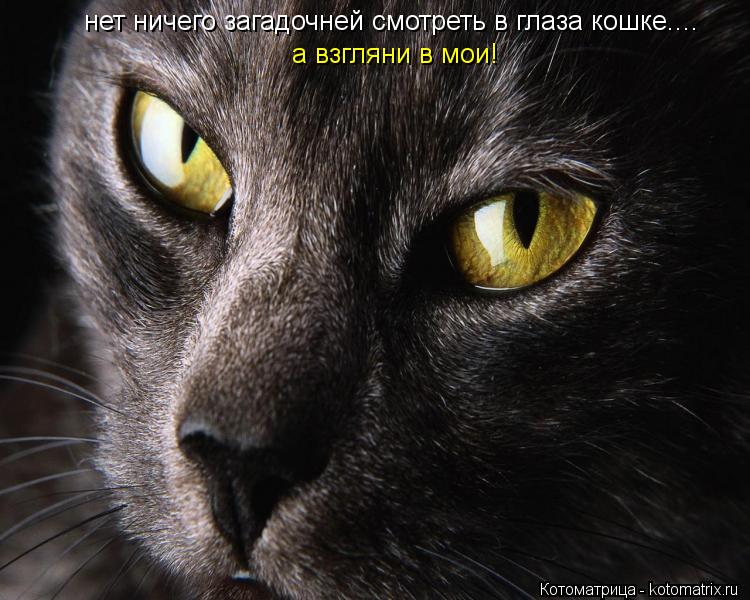 Котоматрица: нет ничего загадочней смотреть в глаза кошке.... а взгляни в мои!