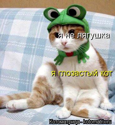 я не лягушка я глозастый кот я глозастый кот... Котоматрица: я не лягушка я глозастый кот я глозастый кот