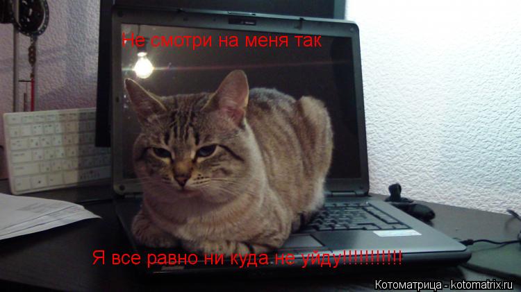 Не смотри на меня так Я все равно ни куда не уйду!!!!!!!!!!!... Котоматрица: Не смотри на меня так Я все равно ни куда не уйду!!!!!!!!!!!