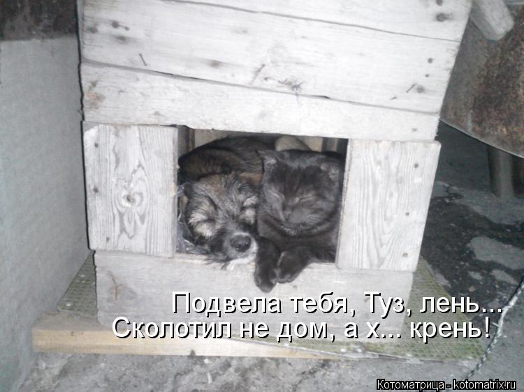 Подвела тебя, Туз, лень... Сколотил не дом, а х... крень!... Котоматрица: Подвела тебя, Туз, лень... Сколотил не дом, а х... крень!