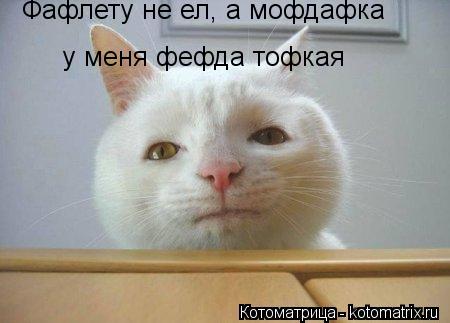 Фафлету не ел, а мофдафка у меня фефда тофкая... Котоматрица: Фафлету не ел, а мофдафка у меня фефда тофкая