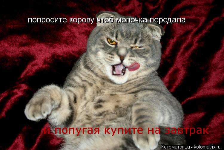 попросите корову чтоб молочка передала и попугая купите на завтрак... Котоматрица: попросите корову чтоб молочка передала и попугая купите на завтрак