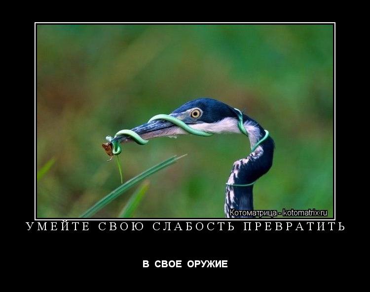 УМЕЙТЕ СВОЮ СЛАБОСТЬ ПРЕВРАТИТЬ В СВОЕ ОРУЖИЕ... Котоматрица: УМЕЙТЕ СВОЮ СЛАБОСТЬ ПРЕВРАТИТЬ В СВОЕ ОРУЖИЕ
