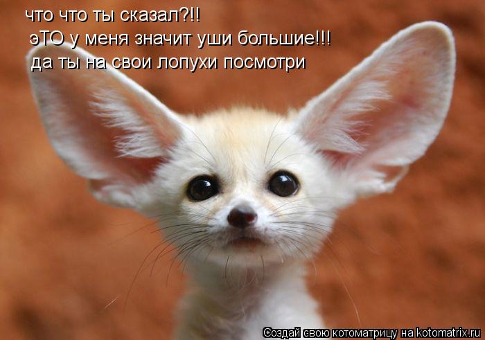 что что ты сказал?!! эТО у меня значит уши большие!!! да ты на свои лопухи посмотри... Котоматрица: что что ты сказал?!! эТО у меня значит уши большие!!! да ты на свои лопухи посмотри