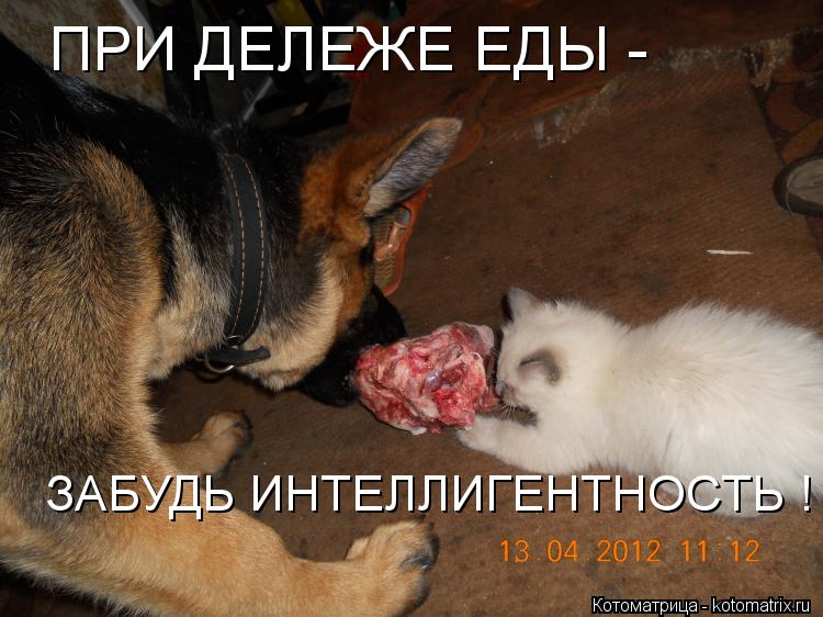 ЗАБУДЬ ИНТЕЛЛИГЕНТНОСТЬ ! ПРИ ДЕЛЕЖЕ ЕДЫ -... Котоматрица: ЗАБУДЬ ИНТЕЛЛИГЕНТНОСТЬ ! ПРИ ДЕЛЕЖЕ ЕДЫ -