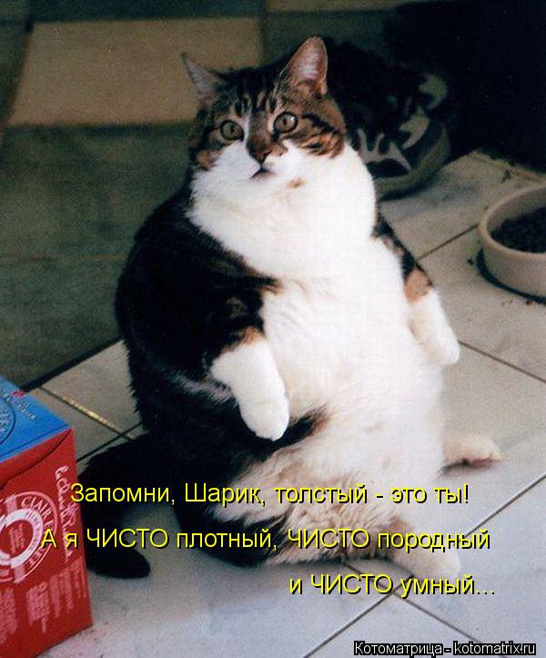 Запомни, Шарик, толстый - это ты! А я ЧИСТО плотный, ЧИСТО породный и ЧИСТО умный...... Котоматрица: Запомни, Шарик, толстый - это ты! А я ЧИСТО плотный, ЧИСТО породный и ЧИСТО умный...