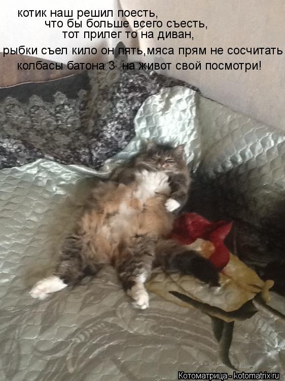 котик наш решил поесть, что бы больше всего съесть, тот прилег то на диван, рыбки съел кило он пять,м... Котоматрица: котик наш решил поесть, что бы больше всего съесть, тот прилег то на диван, рыбки съел кило он пять,мяса прям не сосчитать колбасы батона 3 на