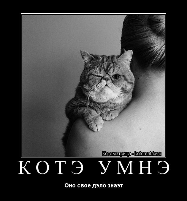 Котэ умнэ Оно свое дэло знаэт... Котоматрица: Котэ умнэ Оно свое дэло знаэт