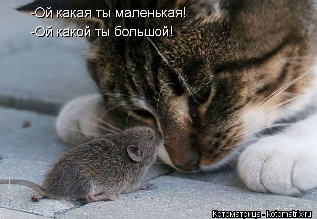 -Ой какая ты маленькая! -Ой какой ты большой!... Котоматрица: -Ой какая ты маленькая! -Ой какой ты большой!