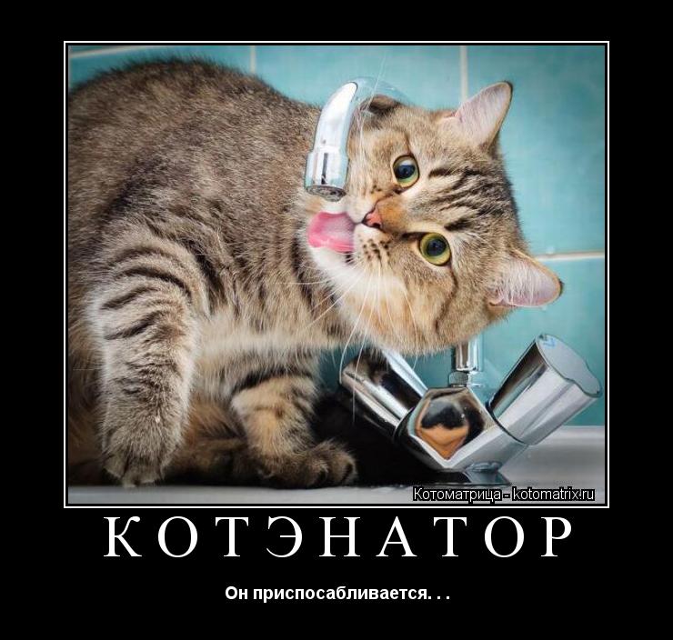 КОТЭнатор Он приспосабливается. . .... Котоматрица: КОТЭнатор Он приспосабливается. . .