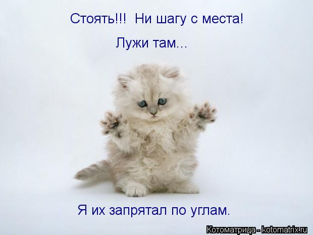 Стоять!!! Ни шагу с места! Лужи там... Я их запрятал по углам.... Котоматрица: Стоять!!! Ни шагу с места! Лужи там... Я их запрятал по углам.