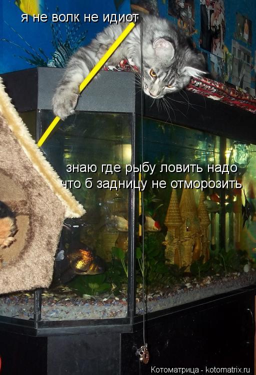 я не волк не идиот знаю где рыбу ловить надо что б задницу не отморозить... Котоматрица: я не волк не идиот знаю где рыбу ловить надо что б задницу не отморозить