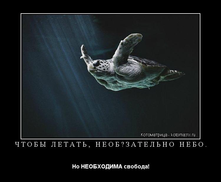 Чтобы летать, необязательно небо. Но НЕОБХОДИМА свобода!... Котоматрица: Чтобы летать, необязательно небо. Но НЕОБХОДИМА свобода!