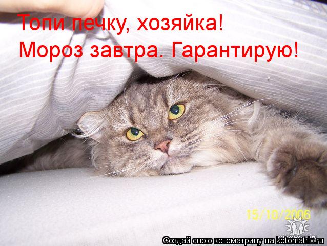 Топи печку, хозяйка! Мороз завтра. Гарантирую!... Котоматрица: Топи печку, хозяйка! Мороз завтра. Гарантирую!