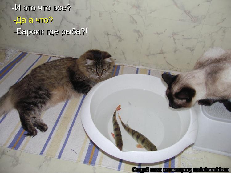-И это что все? -Да а что? -Барсик где рыба?!... Котоматрица: -И это что все? -Да а что? -Барсик где рыба?!