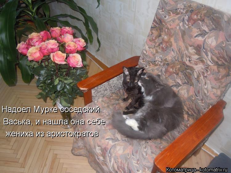 Надоел Мурке соседский Васька, и нашла она себе жениха из аристократов... Котоматрица: Надоел Мурке соседский Васька, и нашла она себе жениха из аристократов