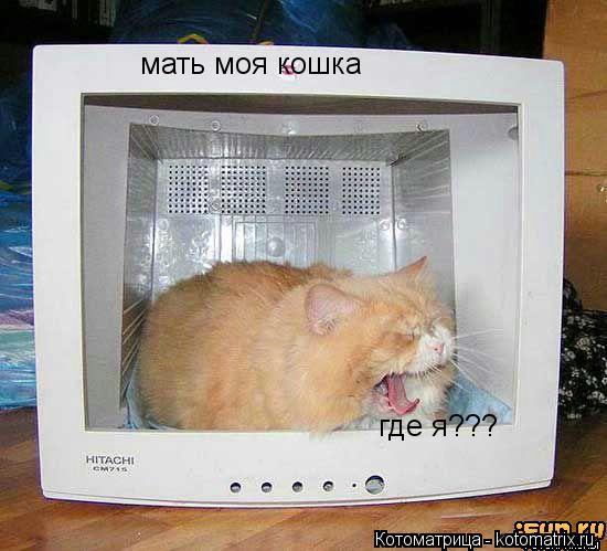 Котоматрица: мать моя кошка где я???