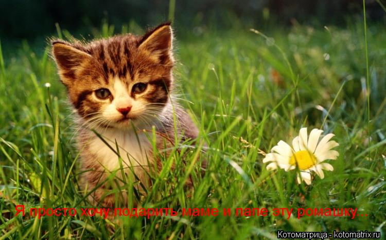 Котоматрица: Я просто хочу подарить маме и папе эту ромашку...