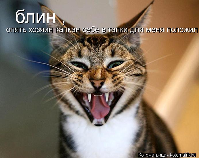 Котоматрица: блин , опять хозяин капкан себе в тапки для меня положил