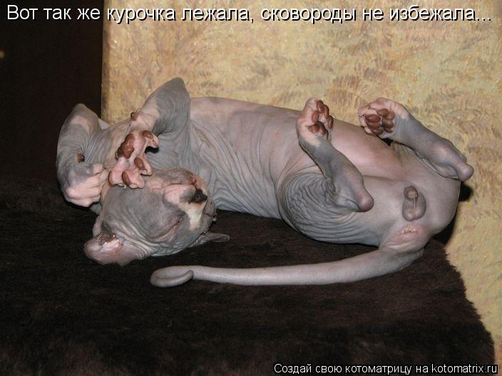 Котоматрица: Вот так же курочка лежала, сковороды не избежала...