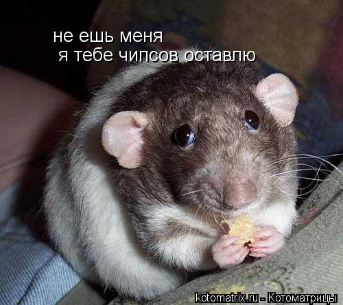 не ешь меня я тебе чипсов оставлю... Котоматрица: не ешь меня я тебе чипсов оставлю