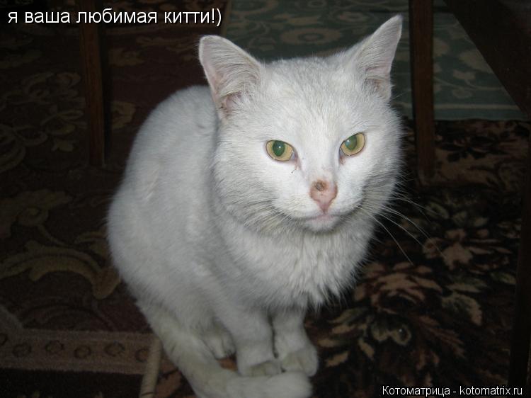 я ваша любимая китти!)... Котоматрица: я ваша любимая китти!)