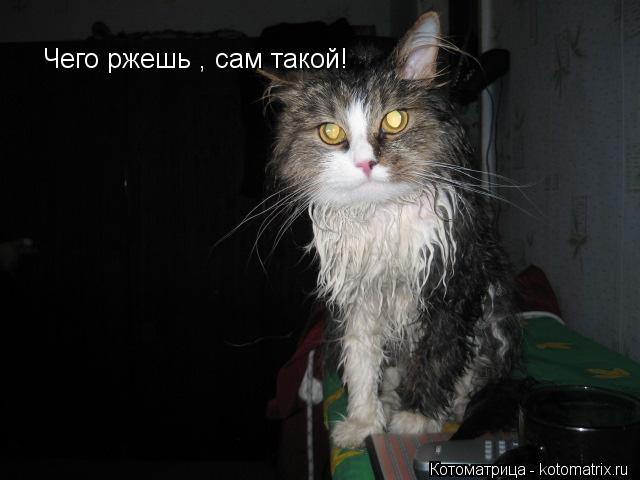 Чего ржешь , сам такой!... Котоматрица: Чего ржешь , сам такой!