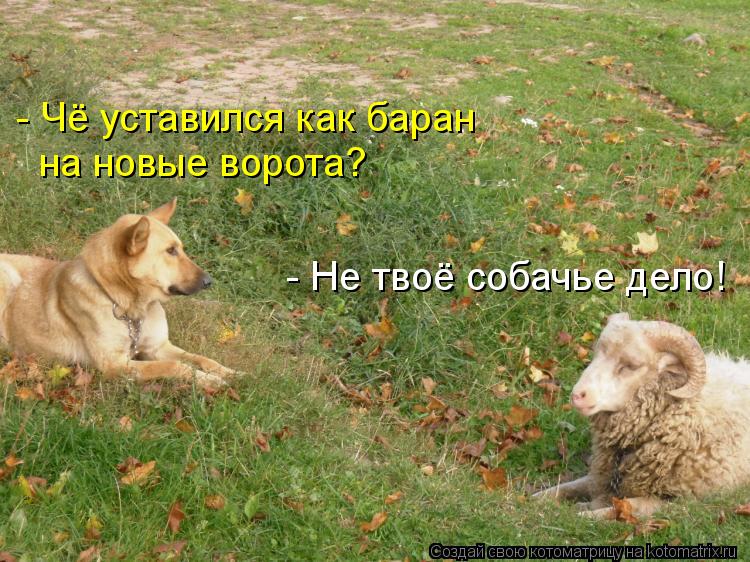 Котоматрица: - Чё уставился как баран  на новые ворота? - Не твоё собачье дело!