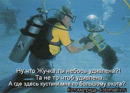 Ну что Жучка,ты небось удивлена?! Та не то чтоб удивлена... А где здесь кустики,мне по большому охота... Котоматрица: Ну что Жучка,ты небось удивлена?! Та не то чтоб удивлена... А где здесь кустики,мне по большому охота?