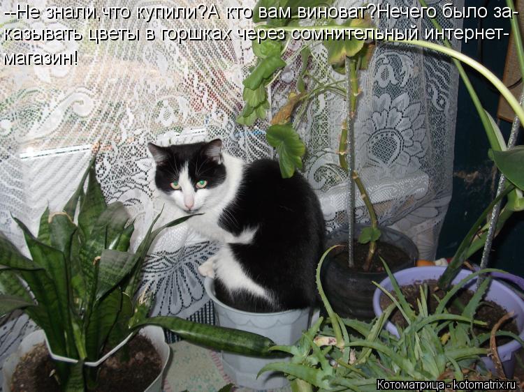 Котоматрица: --Не знали,что купили?А кто вам виноват?Нечего было за- казывать цветы в горшках через сомнительный интернет- магазин!