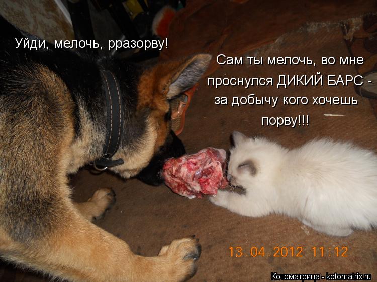 Уйди, мелочь, рразорву! проснулся ДИКИЙ БАРС - порву!!! Сам ты мелочь, во мне за добычу кого хочешь... Котоматрица: Уйди, мелочь, рразорву! проснулся ДИКИЙ БАРС - порву!!! Сам ты мелочь, во мне за добычу кого хочешь