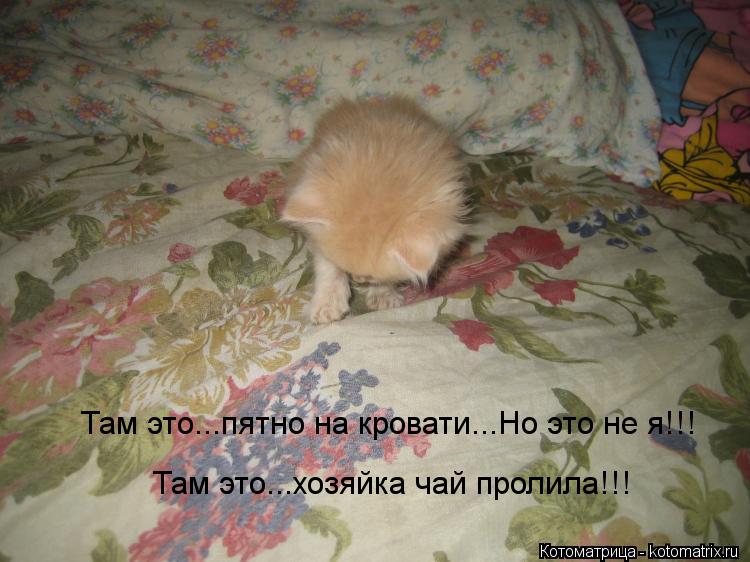 Там это...пятно на кровати...Но это не я!!! Там это...хозяйка чай пролила!!!... Котоматрица: Там это...пятно на кровати...Но это не я!!! Там это...хозяйка чай пролила!!!