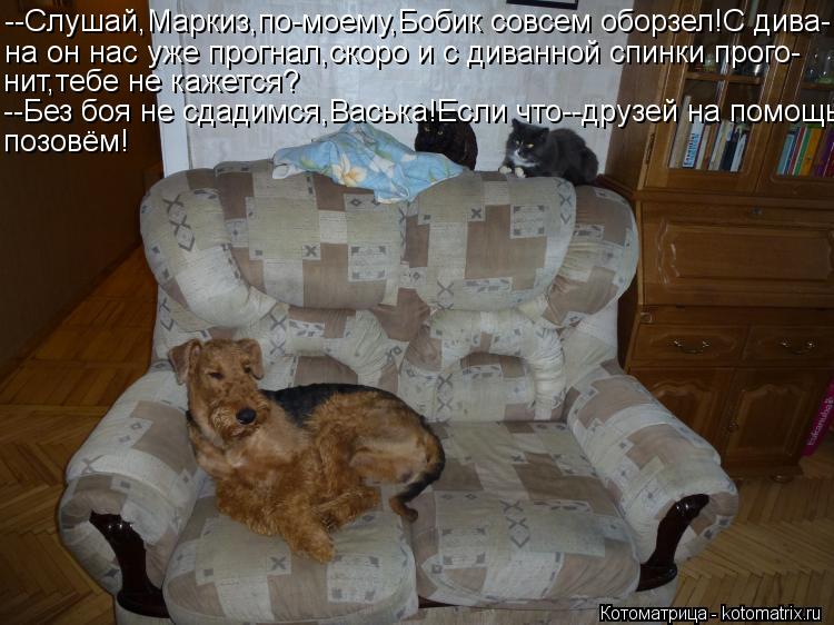 Котоматрица: --Слушай,Маркиз,по-моему,Бобик совсем оборзел!С дива- на он нас уже прогнал,скоро и с диванной спинки прого- нит,тебе не кажется? --Без боя не с