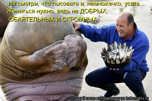 Не смотри, что лысовата и, немножечко, усата.... Жениться нужно, ведь на ДОБРЫХ, ОБАЯТЕЛЬНЫХ И СКРОМ... Котоматрица: Не смотри, что лысовата и, немножечко, усата.... Жениться нужно, ведь на ДОБРЫХ, ОБАЯТЕЛЬНЫХ И СКРОМНЫХ...