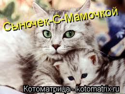 Котоматрица: Сыночек-С-Мамочкой