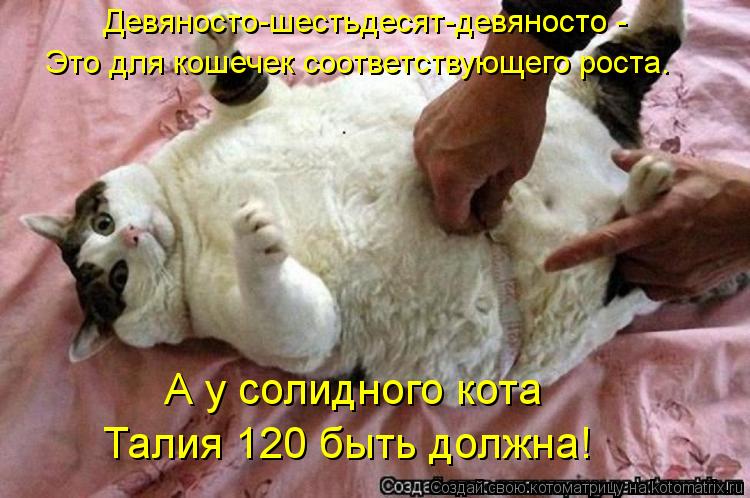 Девяносто-шестьдесят-девяносто - Это для кошечек соответствующего роста. А у солидного кота Талия 120... Котоматрица: Девяносто-шестьдесят-девяносто - Это для кошечек соответствующего роста. А у солидного кота Талия 120 быть должна!