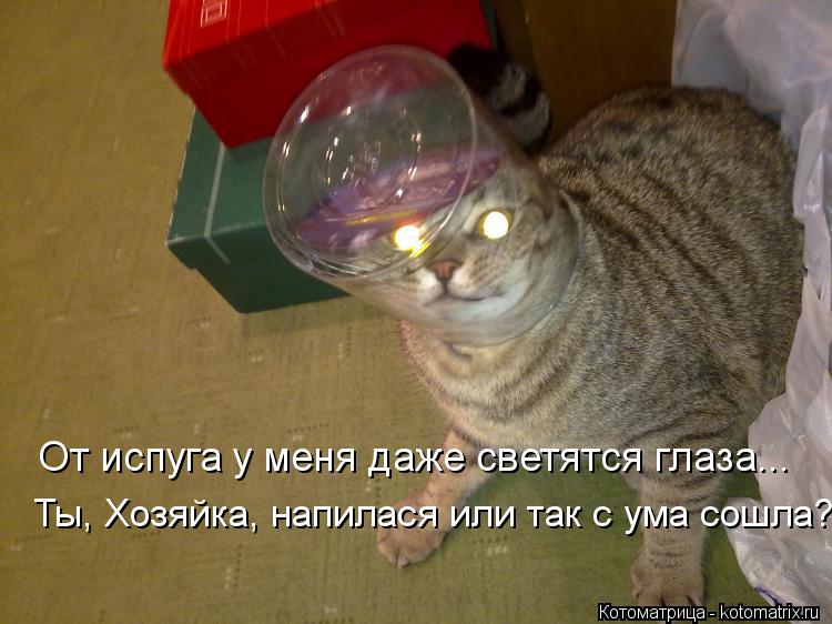 От испуга у меня даже светятся глаза... Ты, Хозяйка, напилася или так с ума сошла?... Котоматрица: От испуга у меня даже светятся глаза... Ты, Хозяйка, напилася или так с ума сошла?