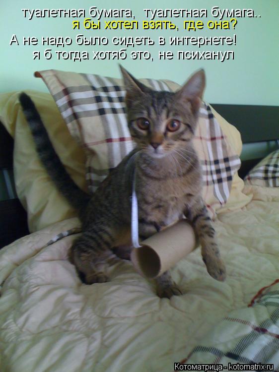 Котоматрица: туалетная бумага,  туалетная бумага.. я бы хотел взять, где она? А не надо было сидеть в интернете!  я б тогда хотяб это, не психанул