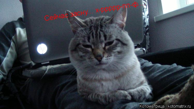 Сейчас засну... х-ррррр-пп-ф....... Котоматрица: Сейчас засну... х-ррррр-пп-ф....