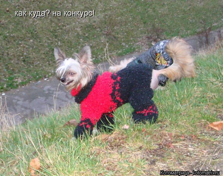 как куда? на конкурс!... Котоматрица: как куда? на конкурс!
