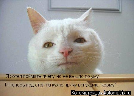 И теперь под стол на кухне прячу вспухшую "корму". Я хотел поймать пчелу, но не вышло по уму. Я хотел... Котоматрица: И теперь под стол на кухне прячу вспухшую "корму". Я хотел поймать пчелу, но не вышло по уму. Я хотел поймать пчелу, но не вышло по уму.