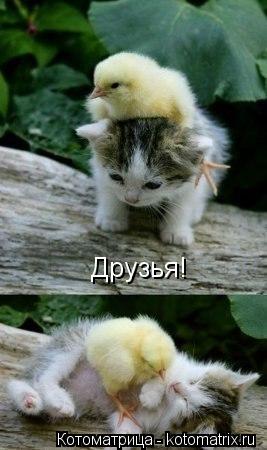 Друзья!... Котоматрица: Друзья!